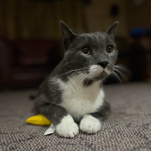 Meet your Posher, Laura - Picture 1 of 1